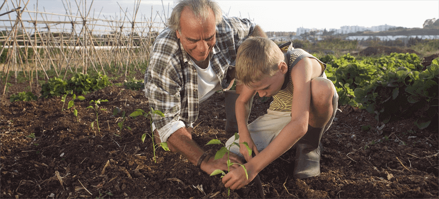 Grandad and Grandson on allotment